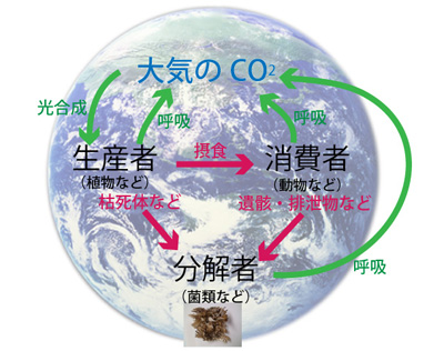 炭素循環.jpg