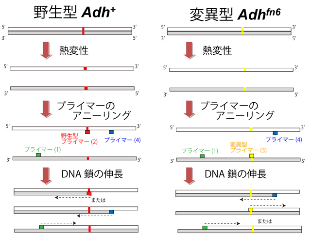 fig-1.jpg