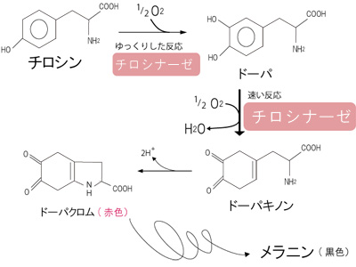 fig2.jpg