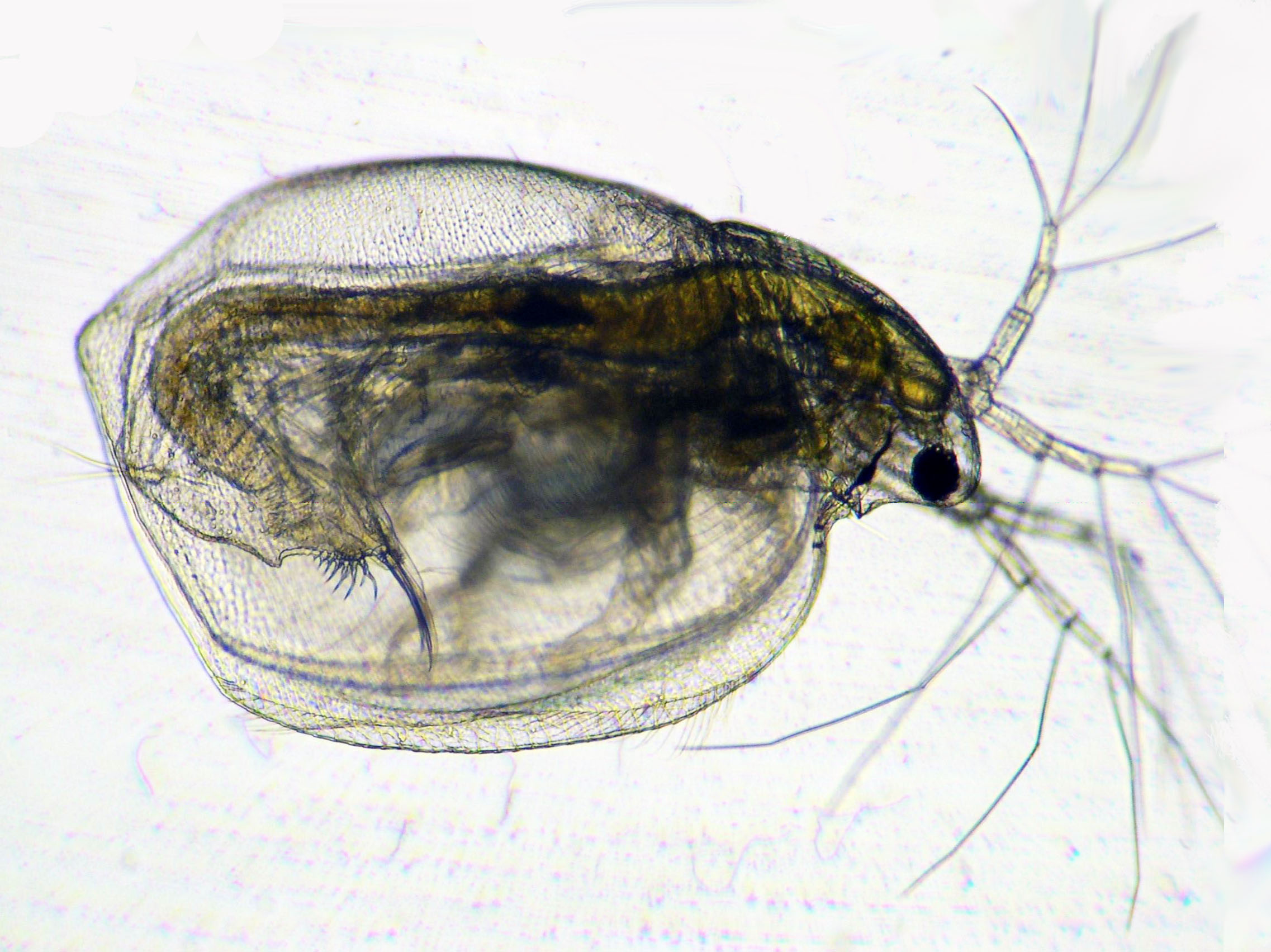 生物学実験 ミジンコの採餌能力 慶應義塾大学日吉キャンパス 特色ｇｐ 文系学生への実験を重視した自然科学教育