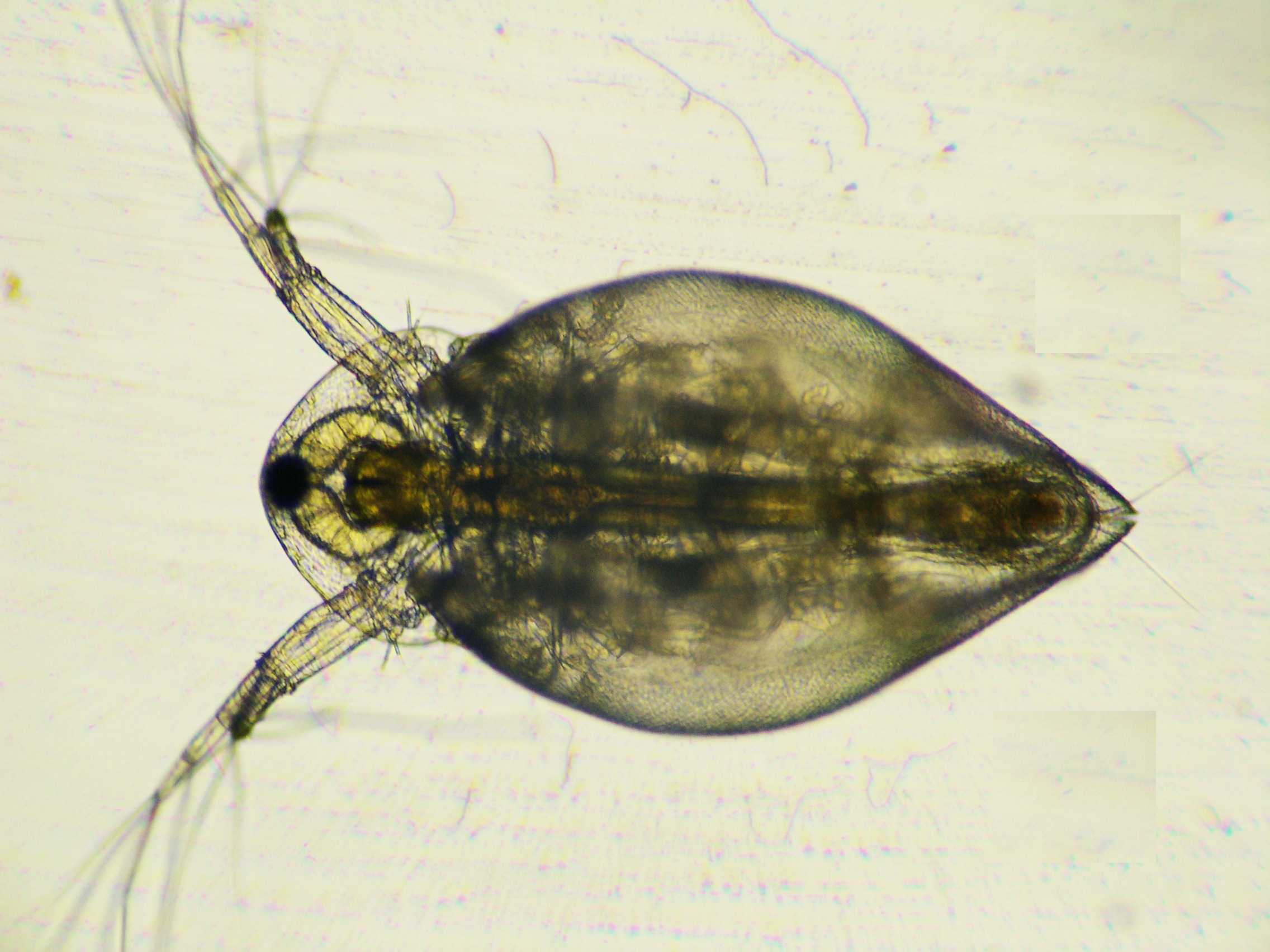 生物学実験 ミジンコの形態と採餌様式の観察 慶應義塾大学日吉キャンパス 特色ｇｐ 文系学生への実験を重視した自然科学教育