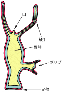 hidorafig31.jpg