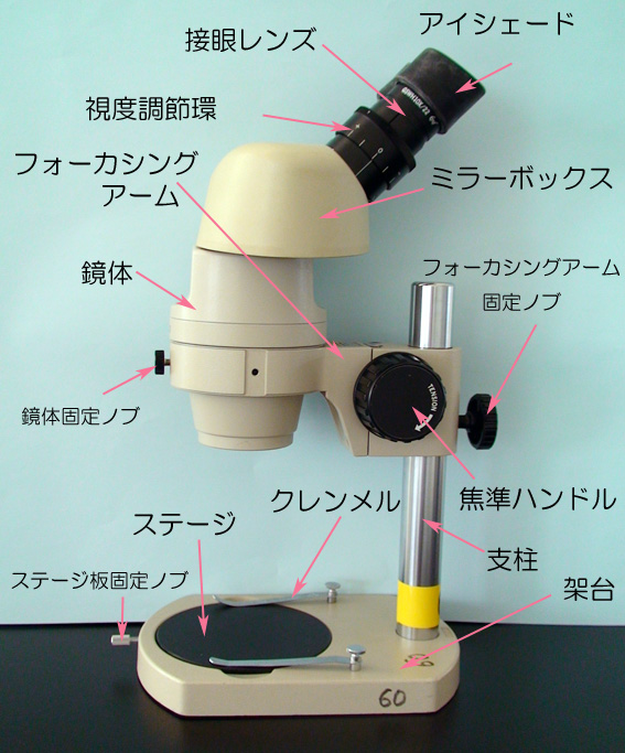 生物学実験 実体顕微鏡の使い方 慶應義塾大学日吉キャンパス 特色ｇｐ 文系学生への実験を重視した自然科学教育