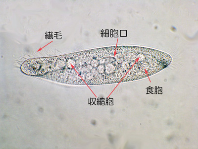 parameciumfig1.jpg