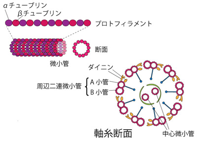 parameciumfig2.jpg