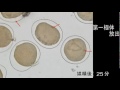 ヒトデの卵成熟と初期発生(受精・卵割）の観察