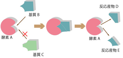 酵素反応の特質を知る 酵素チロシナーゼによるメラニンの形成 生物学実験 文系学生実験 取り組み 平成22年度文部科学省選定 大学教育 学生支援推進事業 大学教育推進プログラム 慶應義塾大学 日吉キャンパス 科学的思考力を育む文系学生の実験の開発 実学の伝統の