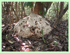 ツマグロスズメバチの成熟巣（西表島）。春に創設された巣は秋までに200～400匹ほどの働き蜂が羽化し、200～300匹(多いときには900匹以上)の繁殖虫が生産される。