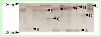 個々体の遺伝子型（マイクロサテライト遺伝子座の多型）から、巣内の血縁構造を探る（写真はムモンホソアシナガバチParapolybia indicaのマイクロサテライト遺伝子座の電気泳動像。文献2）。