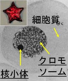 イトマキヒトデと卵母細胞