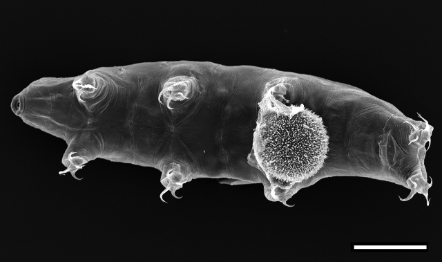 Kagoshima H, Imura S, Suzuki AC (2013) Journal of Limnology 72 (s1): 15-23より